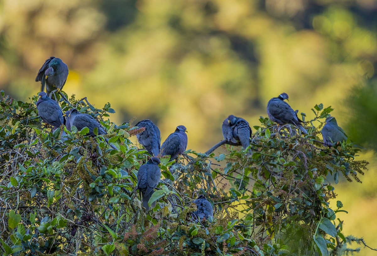 Band-tailed Pigeon - walter mancilla huaman