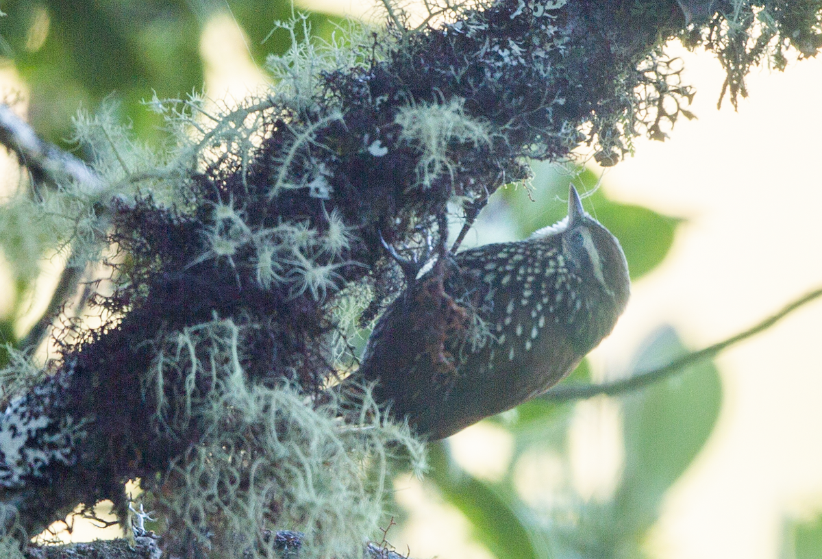 Pearled Treerunner - walter mancilla huaman