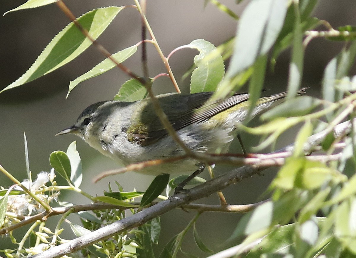 Tennessee Warbler - Bill Maynard