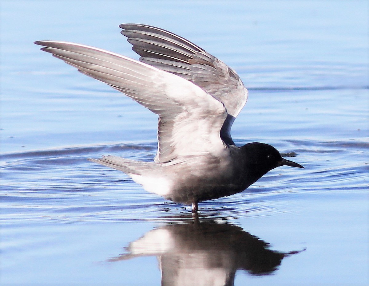 Black Tern - Bill Maynard