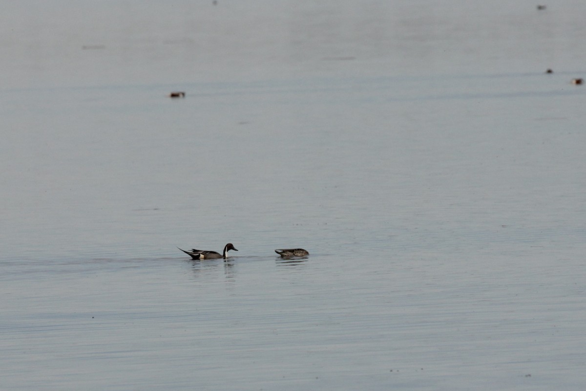 Northern Pintail - ML57246481