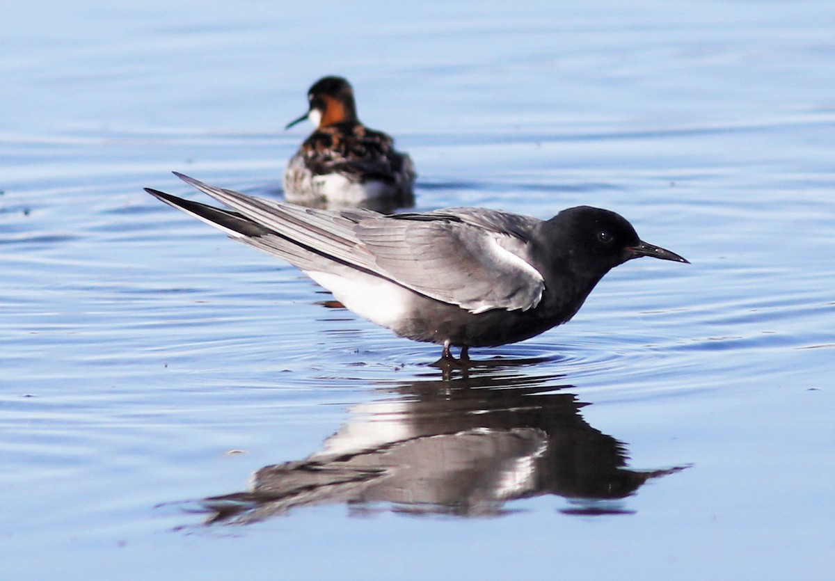 Black Tern - Bill Maynard