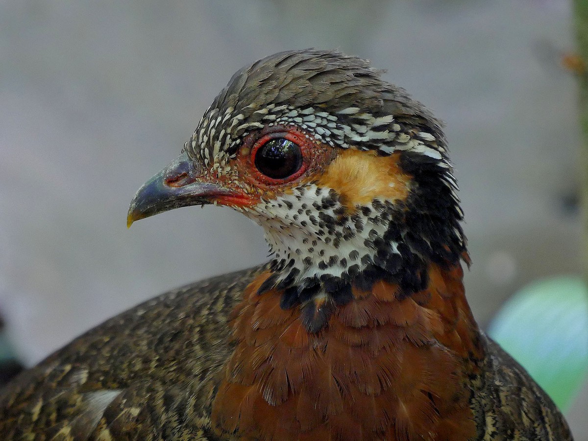 Chestnut-necklaced Partridge - ML57246491