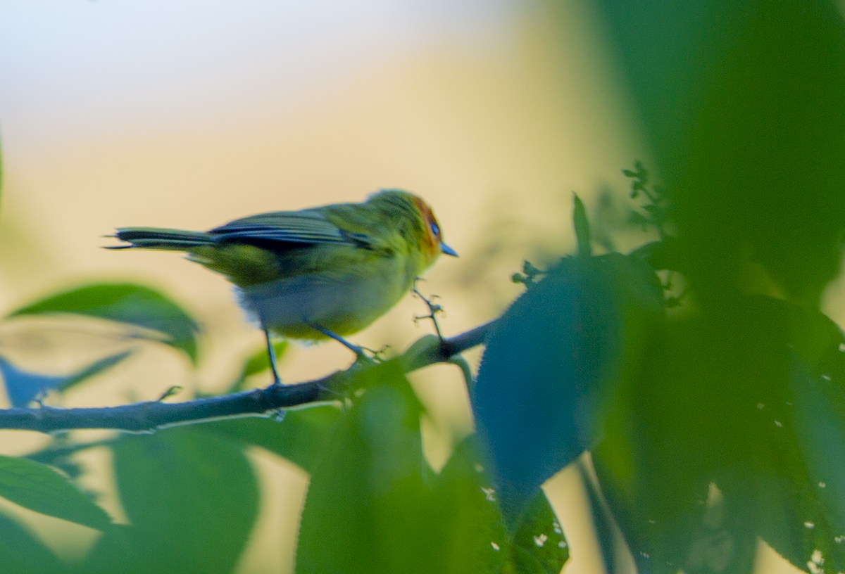 Rust-and-yellow Tanager - walter mancilla huaman