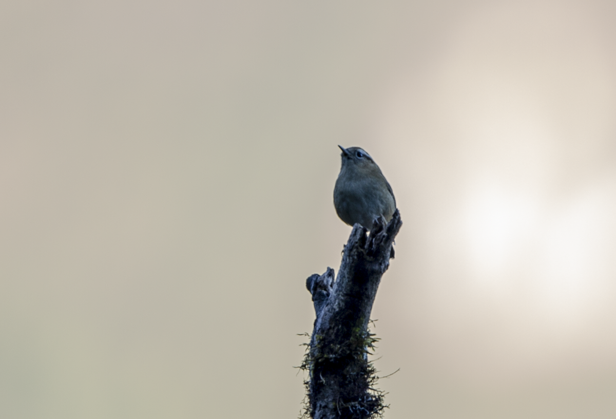 Cinereous Conebill - walter mancilla huaman