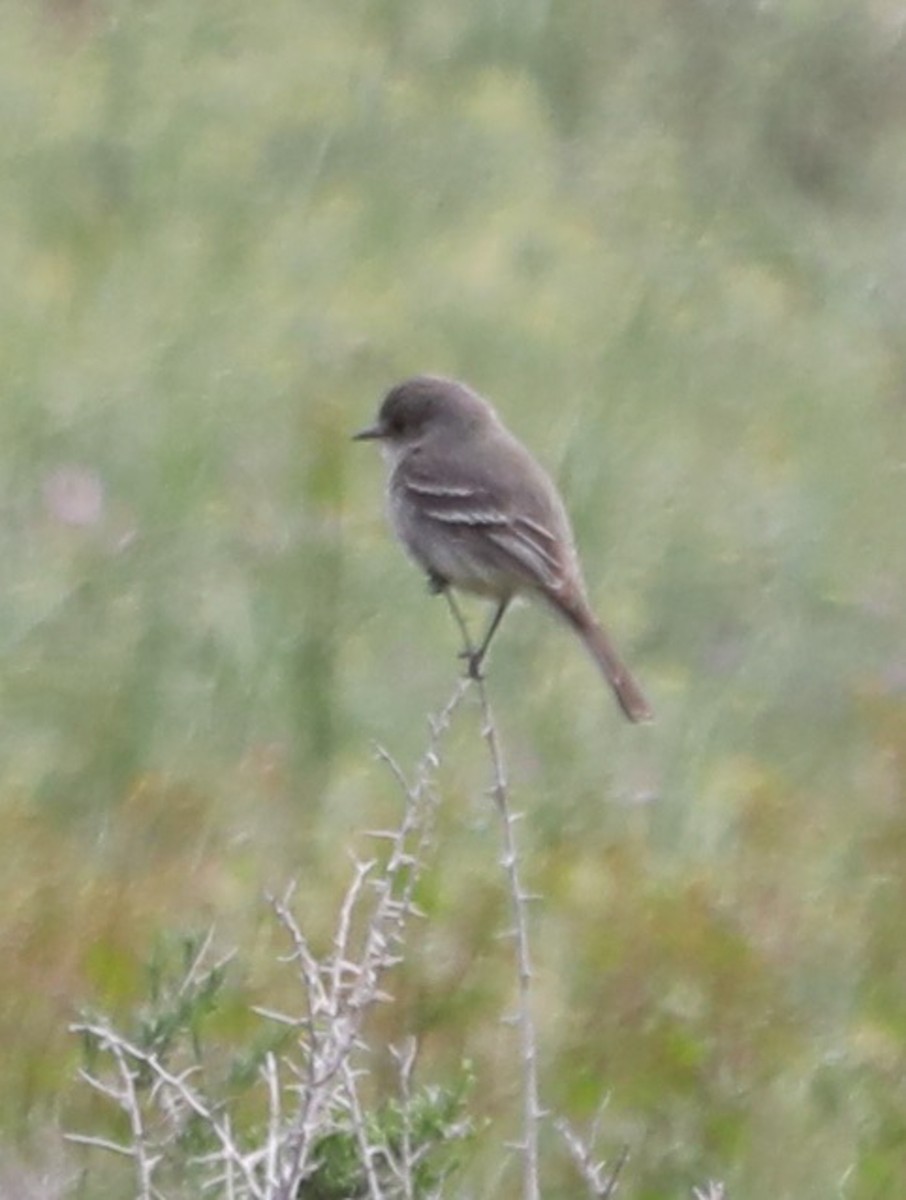 Hammond's/Dusky Flycatcher - ML572465971