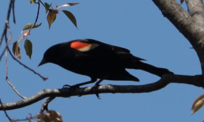 Red-winged Blackbird - ML572466491