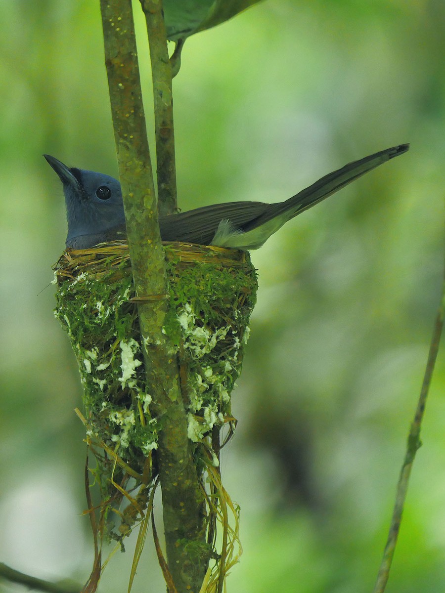 Black-naped Monarch - ML57246651