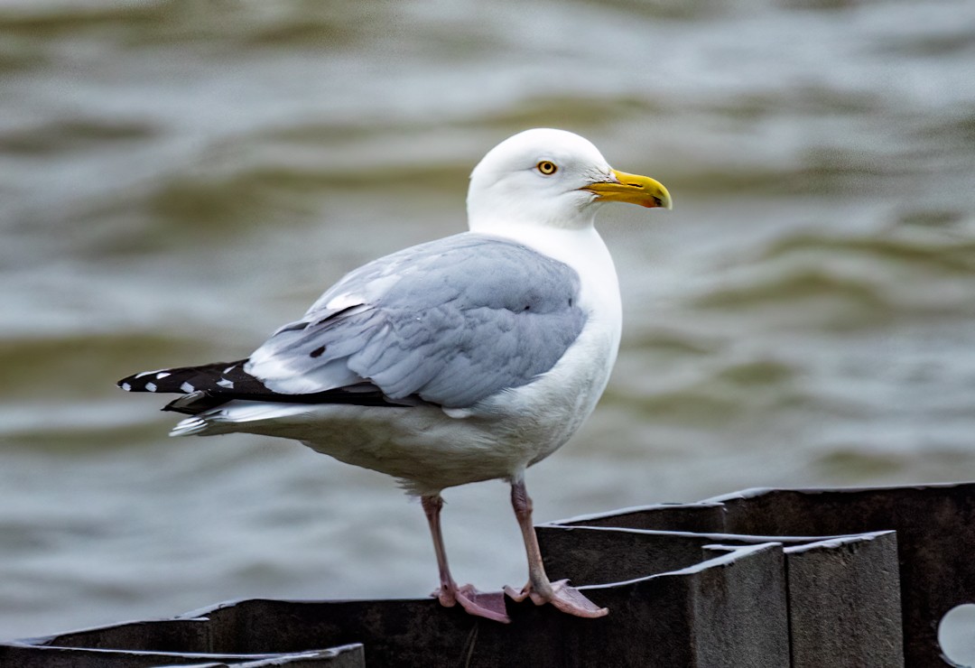 Herring Gull - Eric Dyck