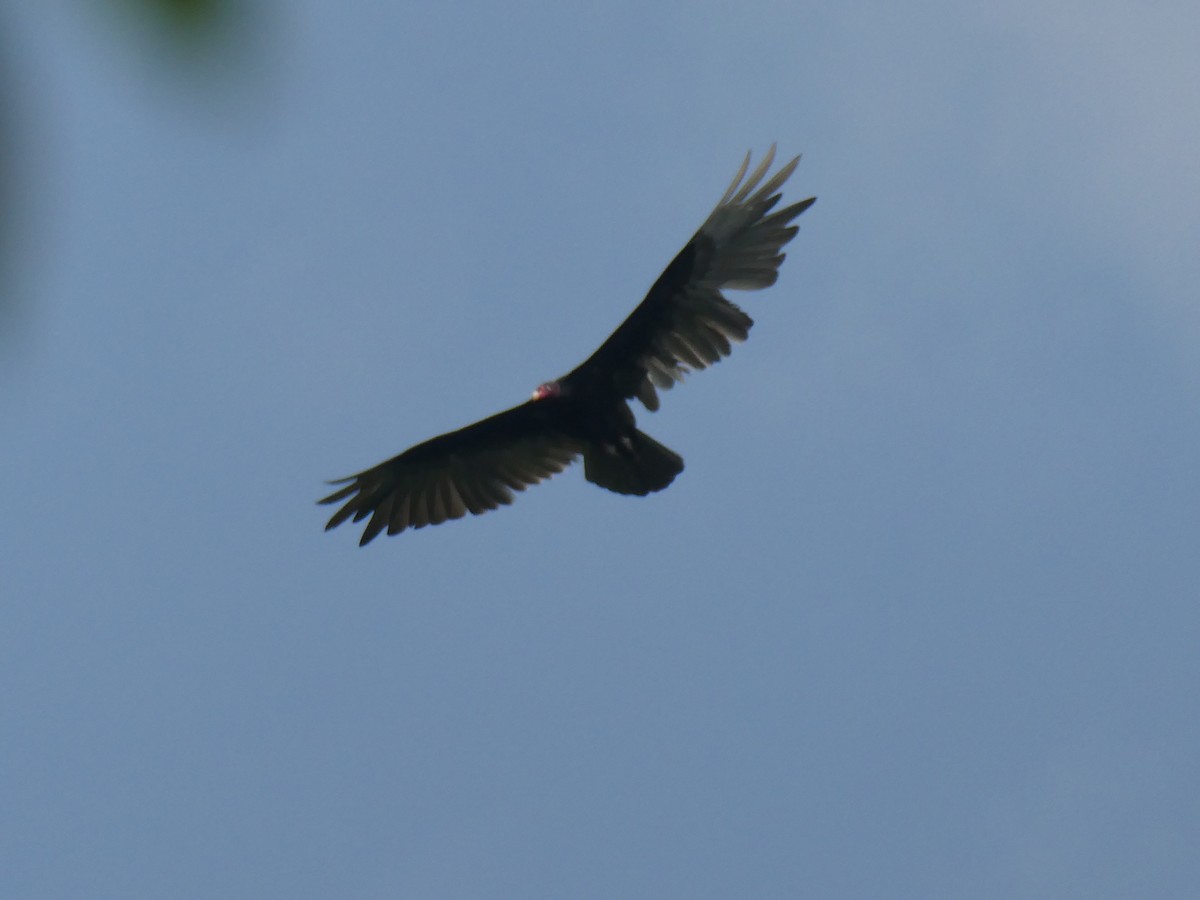 Turkey Vulture - ML572466671