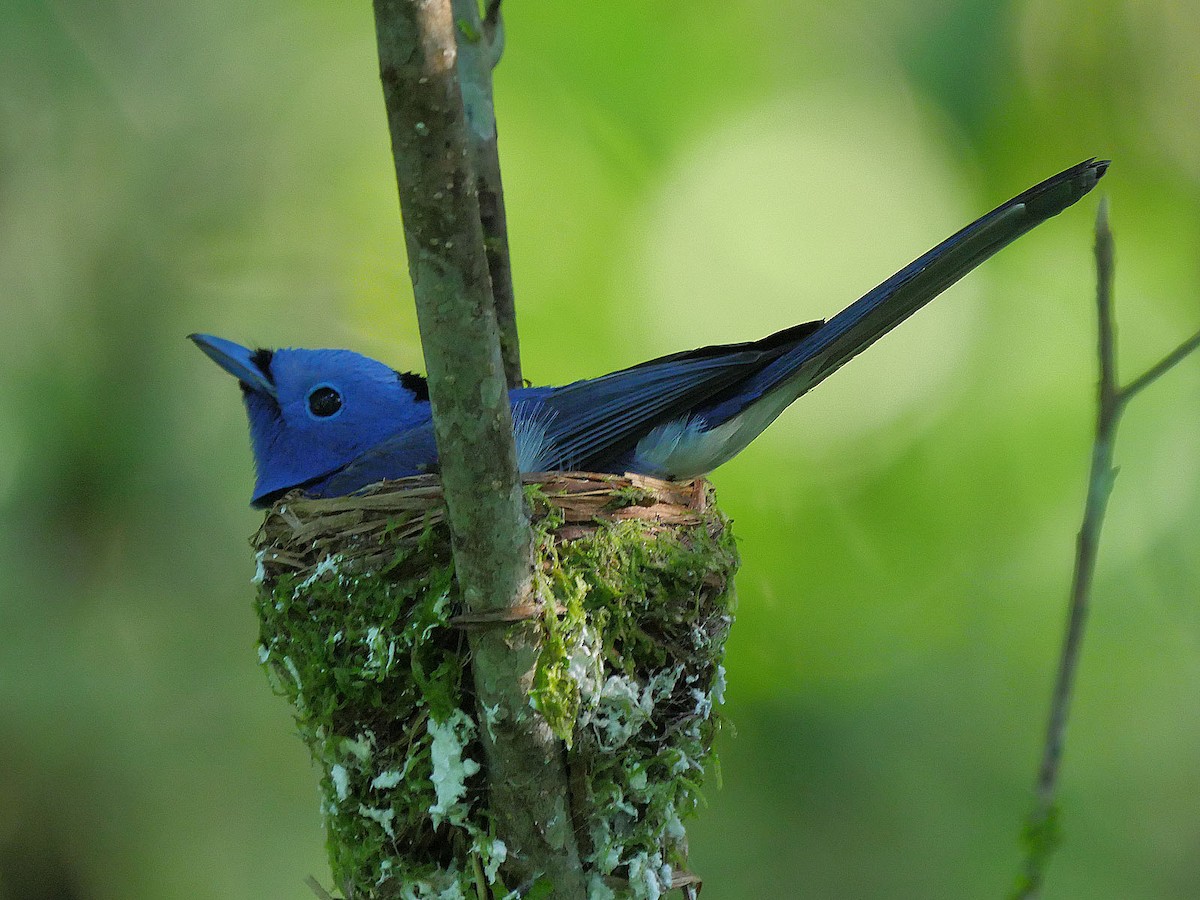 Black-naped Monarch - ML57246671