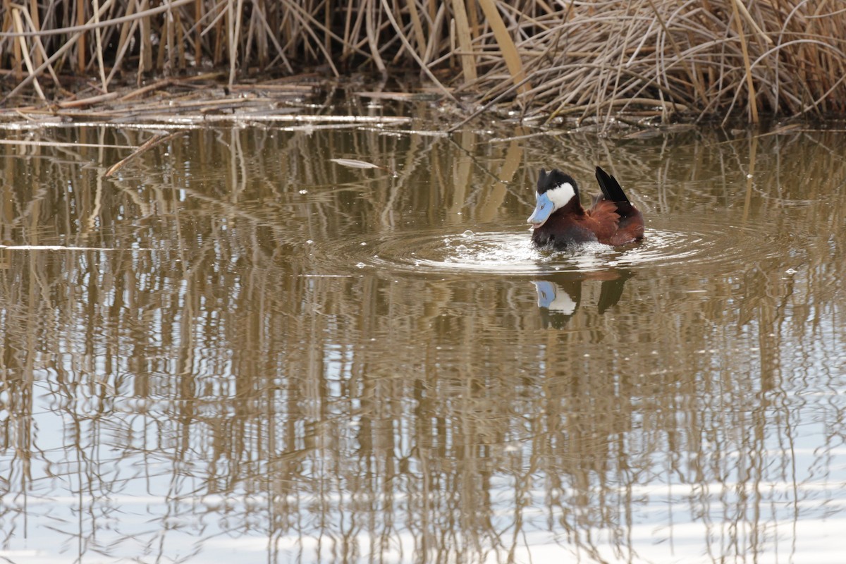 Ruddy Duck - Doug Korver