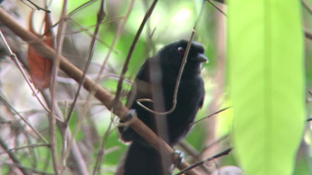 Feueraugen-Ameisenvogel - ML572468801