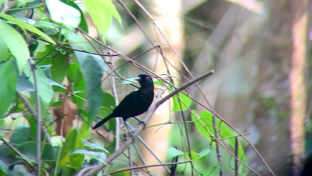 Feueraugen-Ameisenvogel - ML572468811