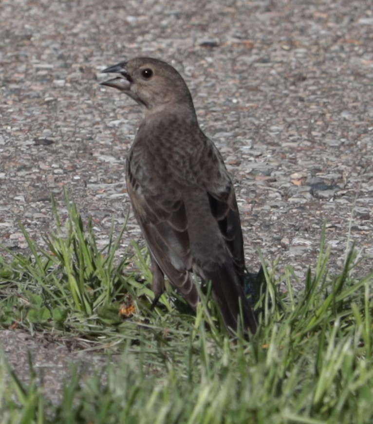 Brown-headed Cowbird - ML572468991