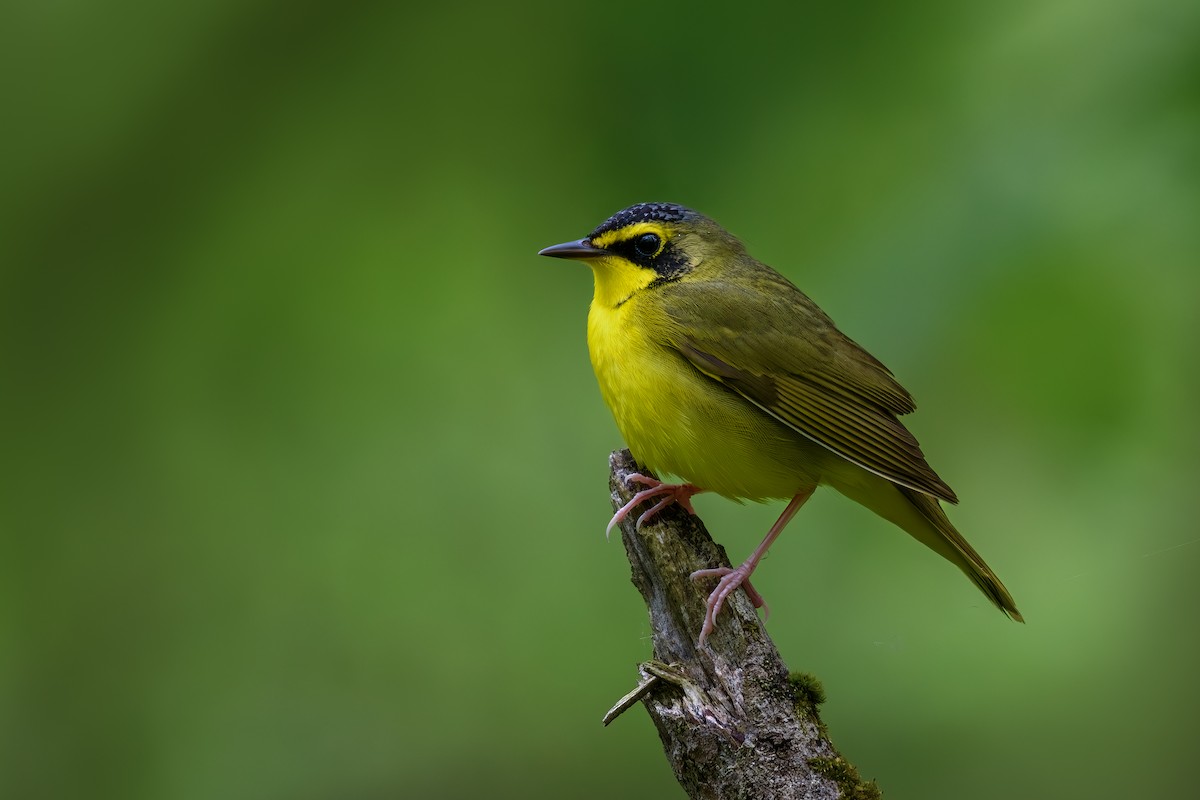 Kentucky Warbler - Christopher T