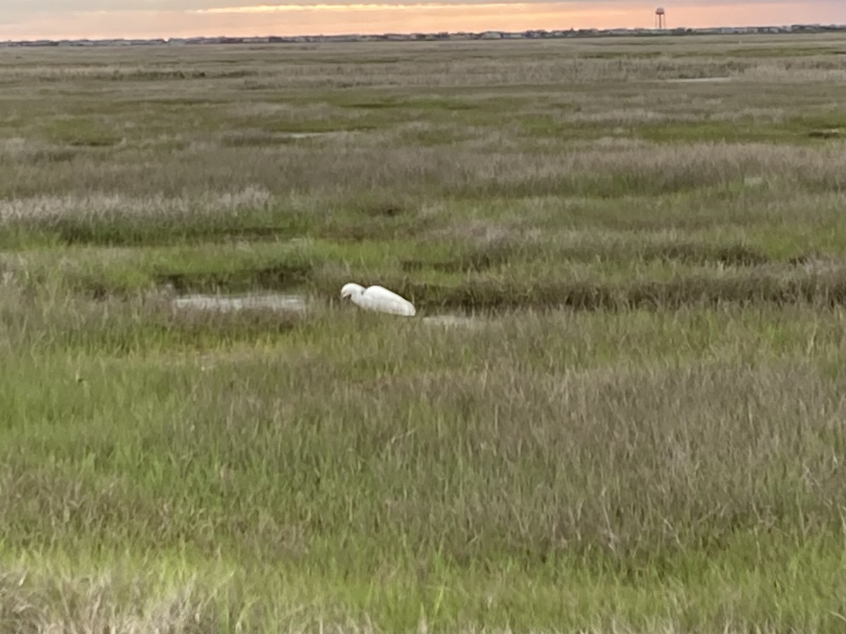 Snowy Egret - ML572470221