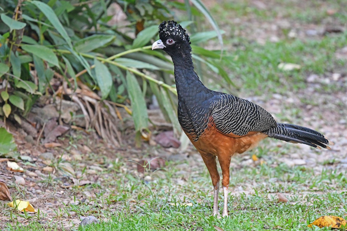 Blue-billed Curassow - ML572470461