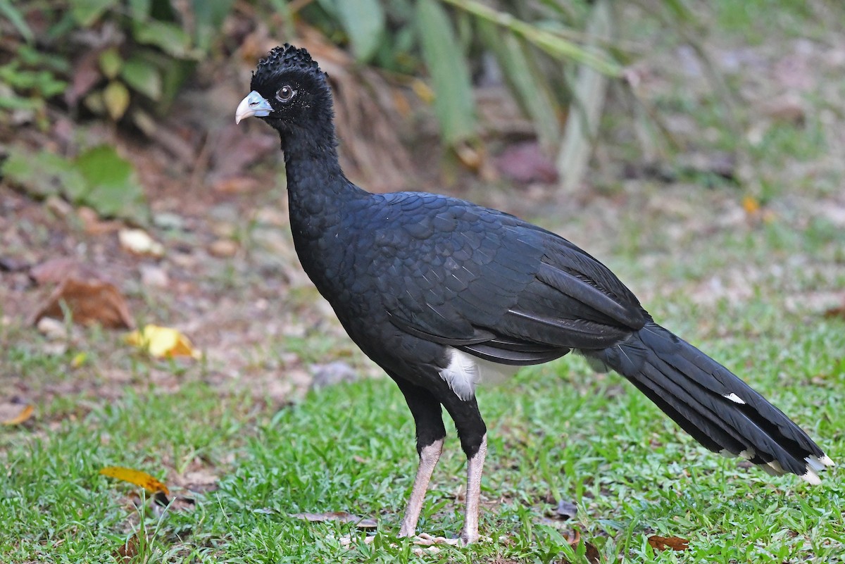 Blue-billed Curassow - ML572470471