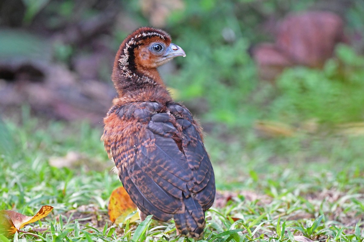 Blue-billed Curassow - ML572470481
