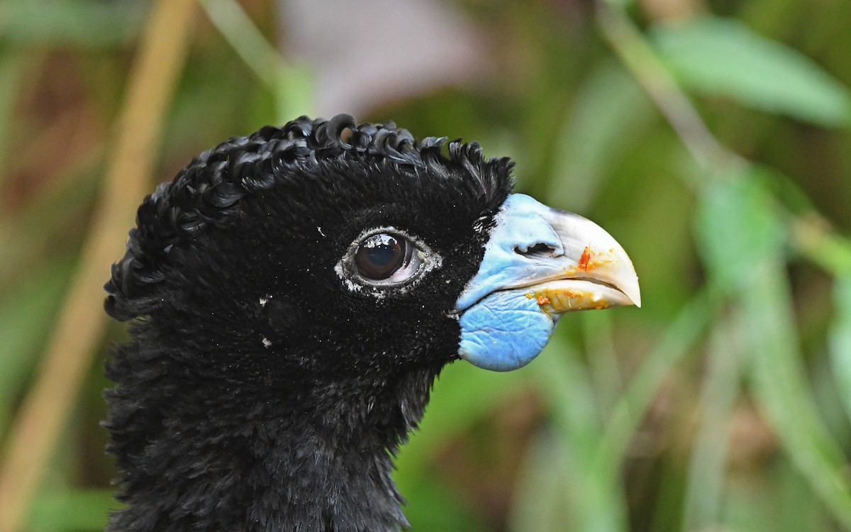 Blue-billed Curassow - ML572470491
