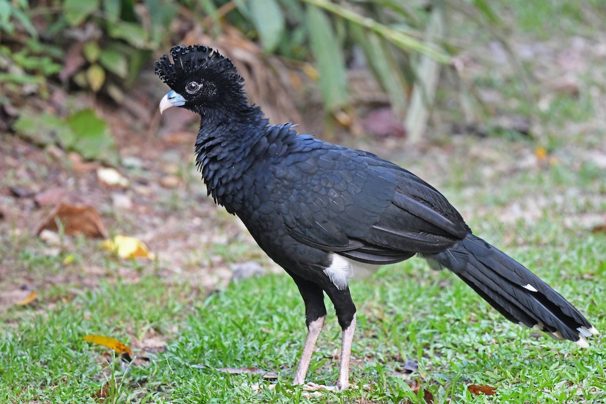 Blue-billed Curassow - ML572470501