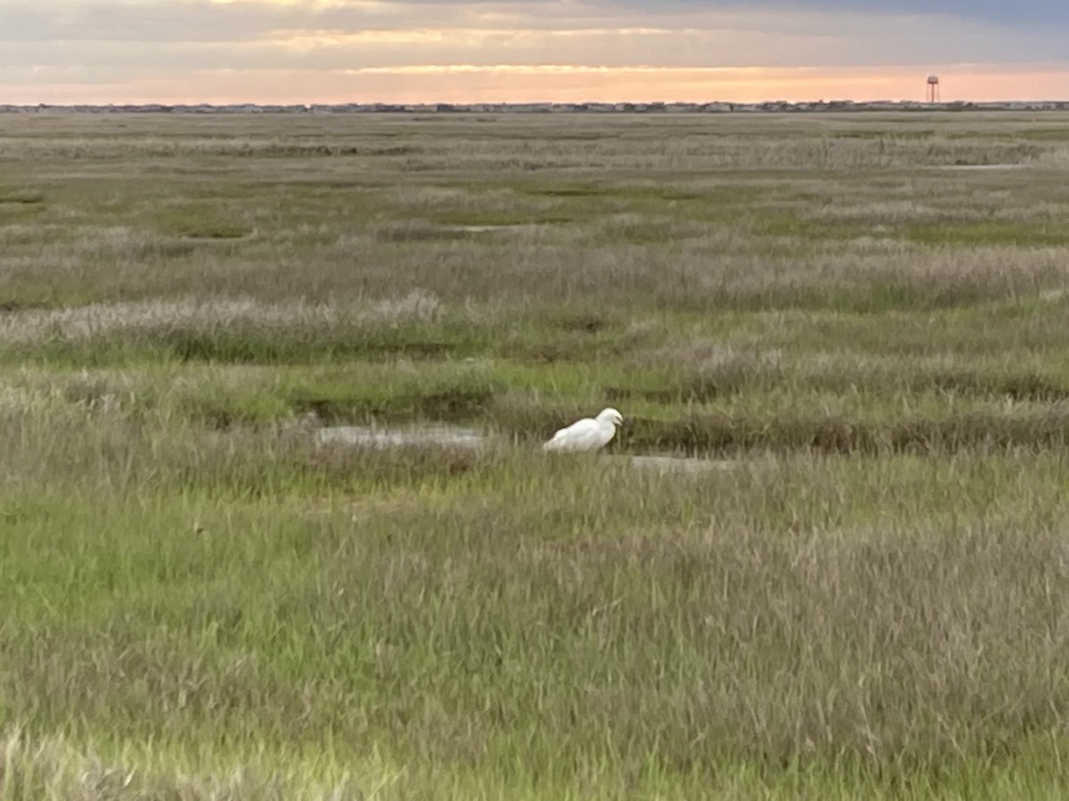 Snowy Egret - Kriss Replogle