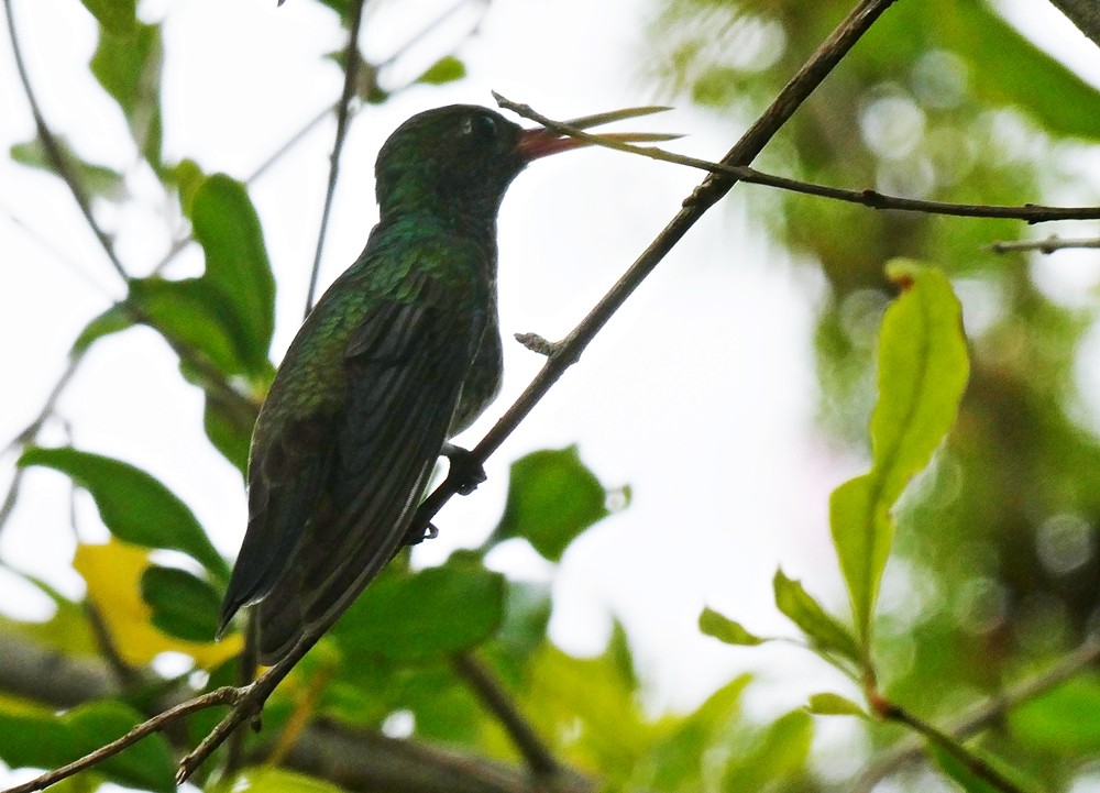 Glittering-throated Emerald - ML572471561