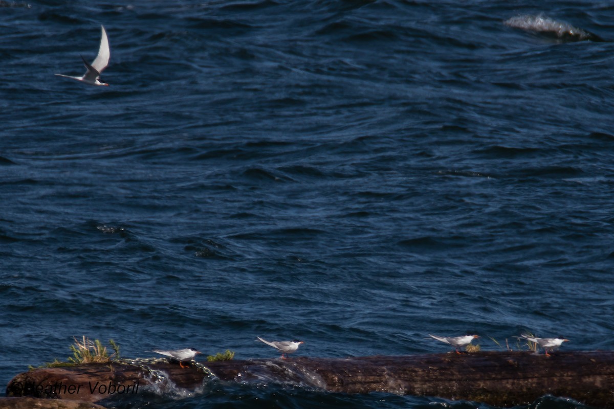 Forster's Tern - Heather Voboril