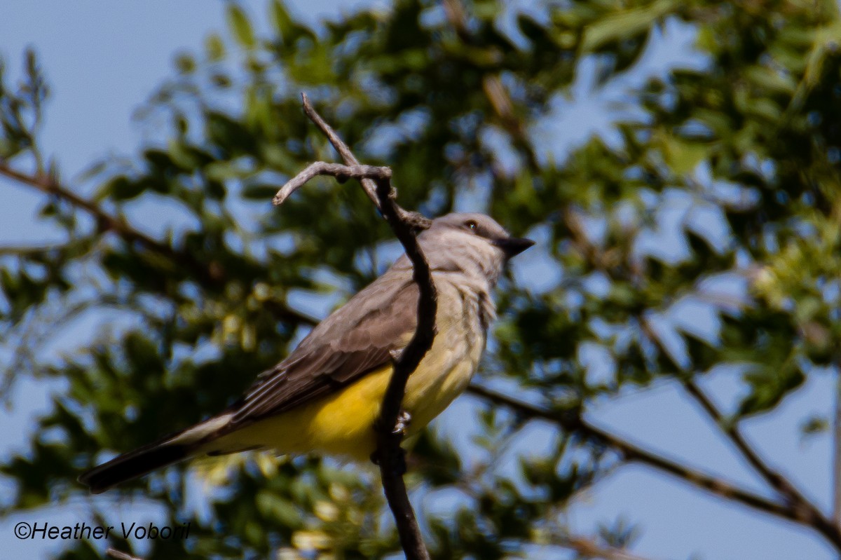 Western Kingbird - ML572471881