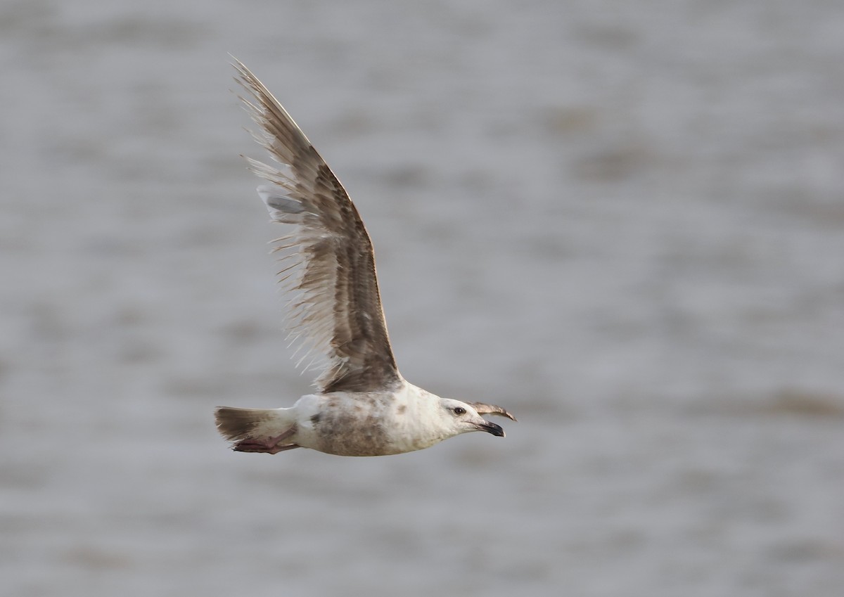 Slaty-backed Gull - ML572473661