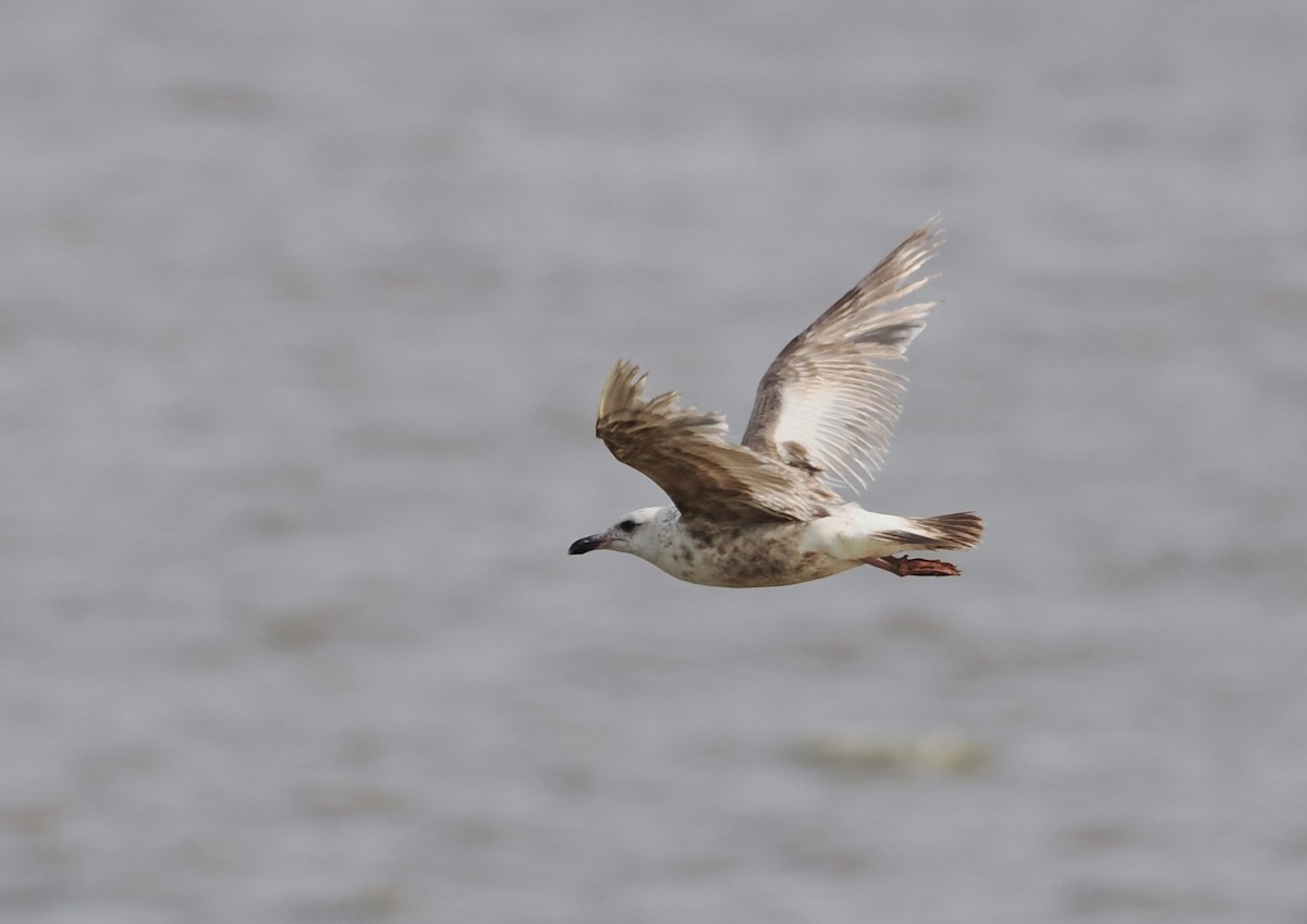 Slaty-backed Gull - ML572473751