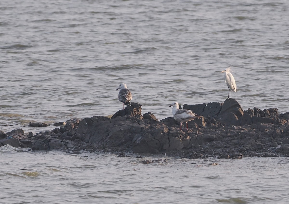 Slaty-backed Gull - ML572473791