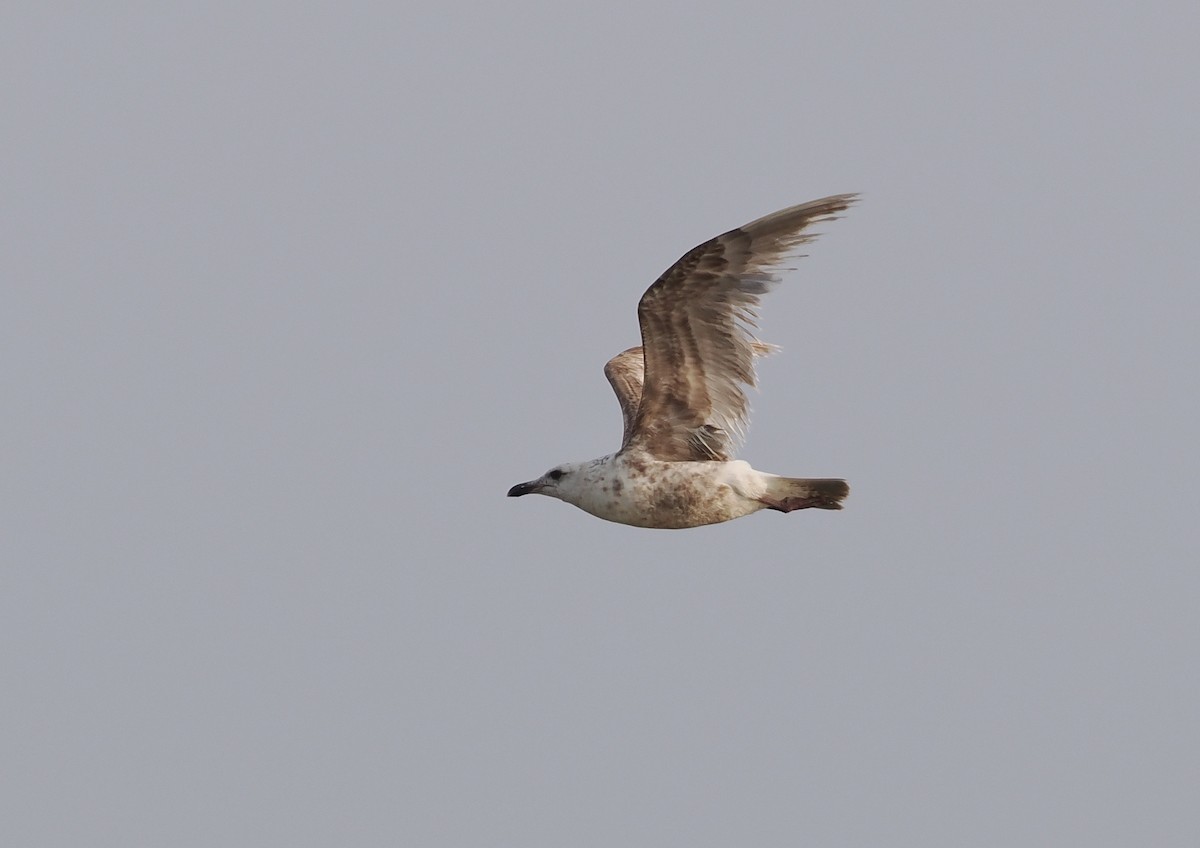 Slaty-backed Gull - ML572473821