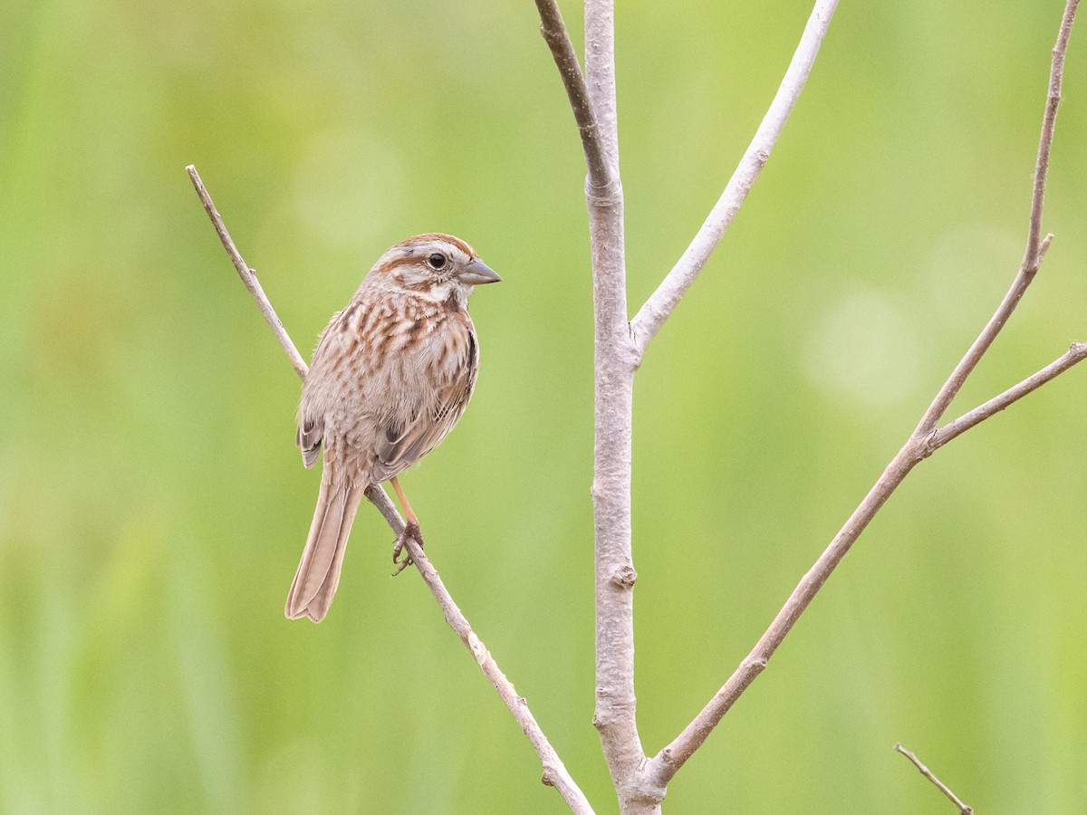 Song Sparrow - ML572473991