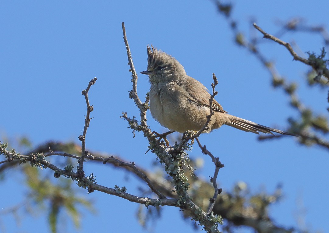 Tufted Tit-Spinetail - ML572474571