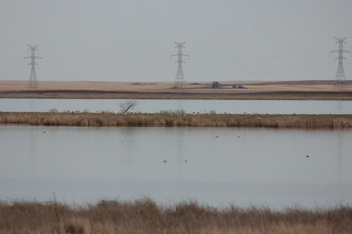 Snow Goose - ML57247481