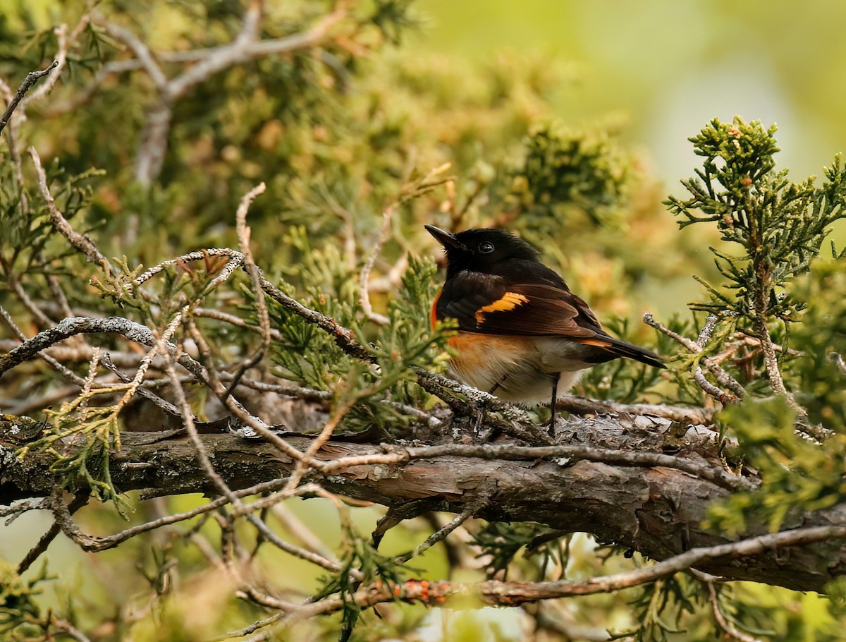 American Redstart - ML572474991