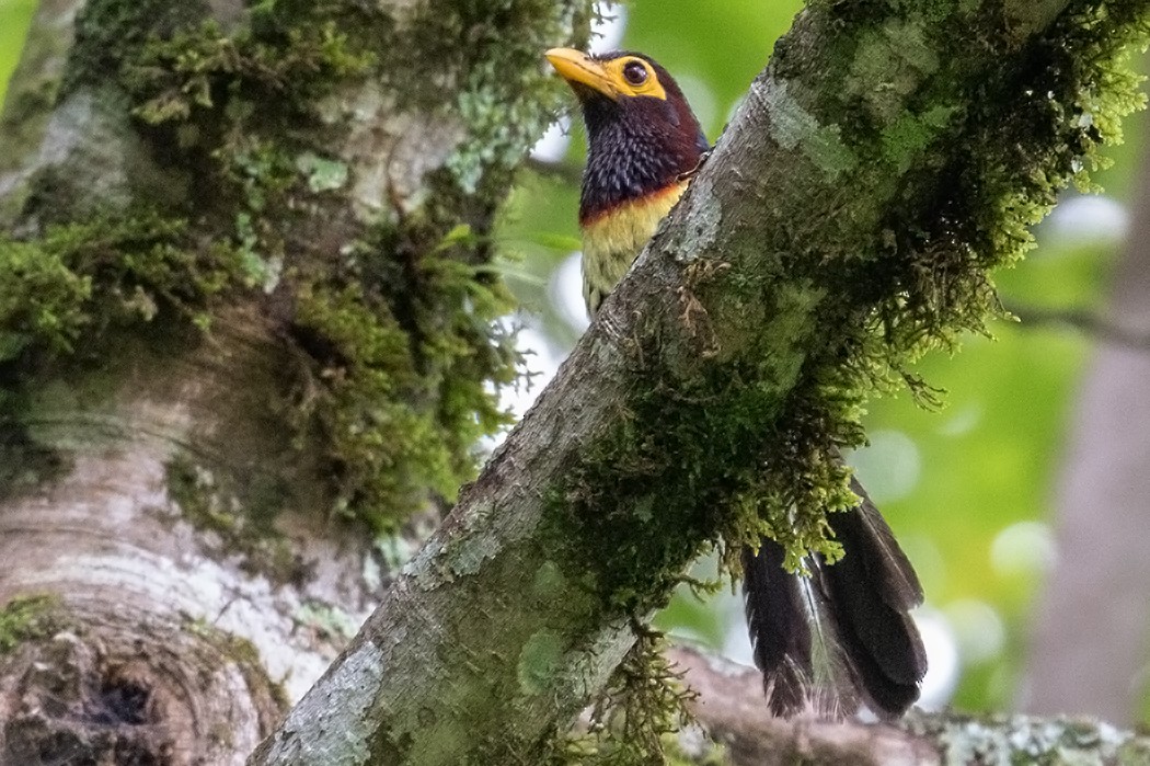 Yellow-billed Barbet - Leon Marais