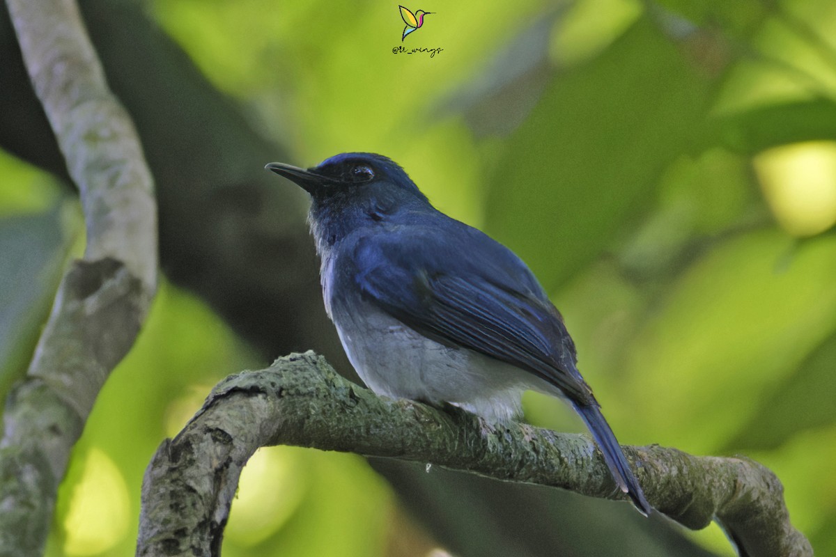 White-bellied Blue Flycatcher - ML572477271