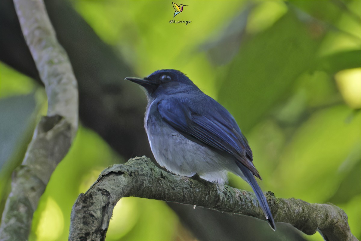 White-bellied Blue Flycatcher - ML572477281