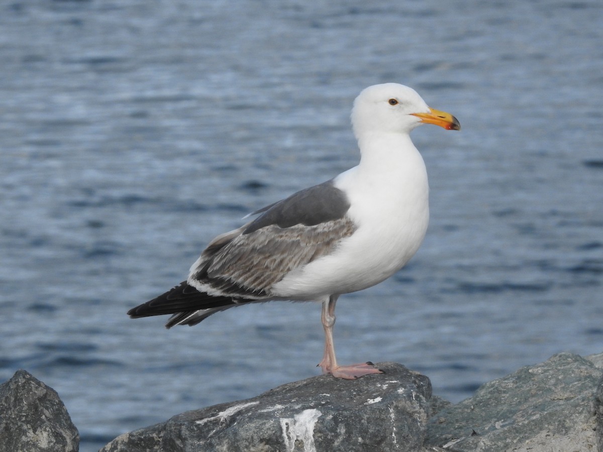 Western Gull - ML572479041