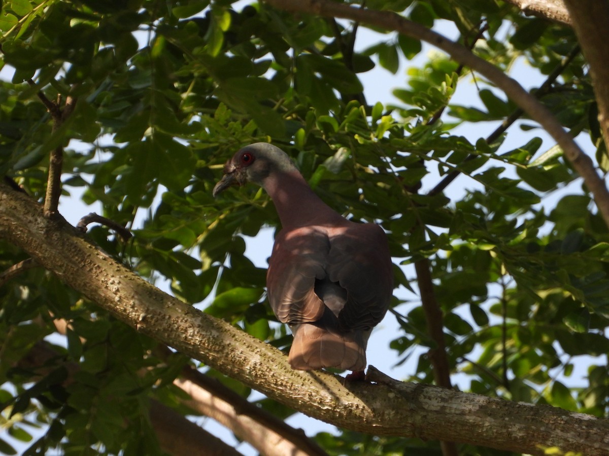 Pale-vented Pigeon - ML572479311