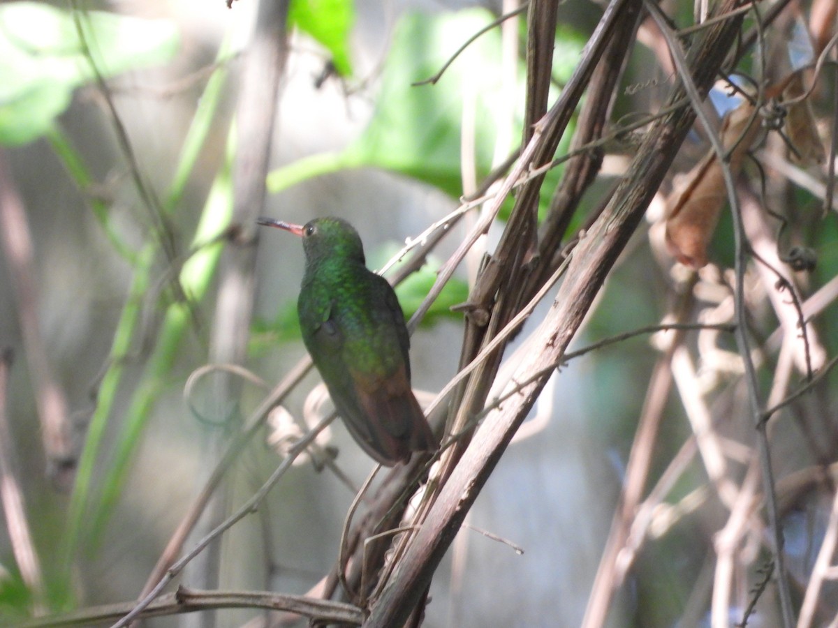 Rufous-tailed Hummingbird - Freddy Jaraba Aldana