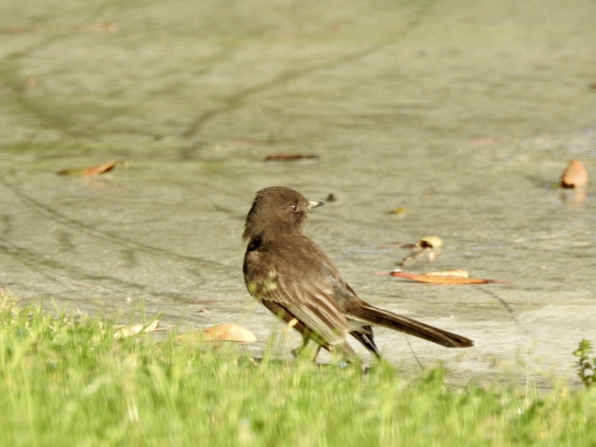 Black Phoebe - Michael Chirlin