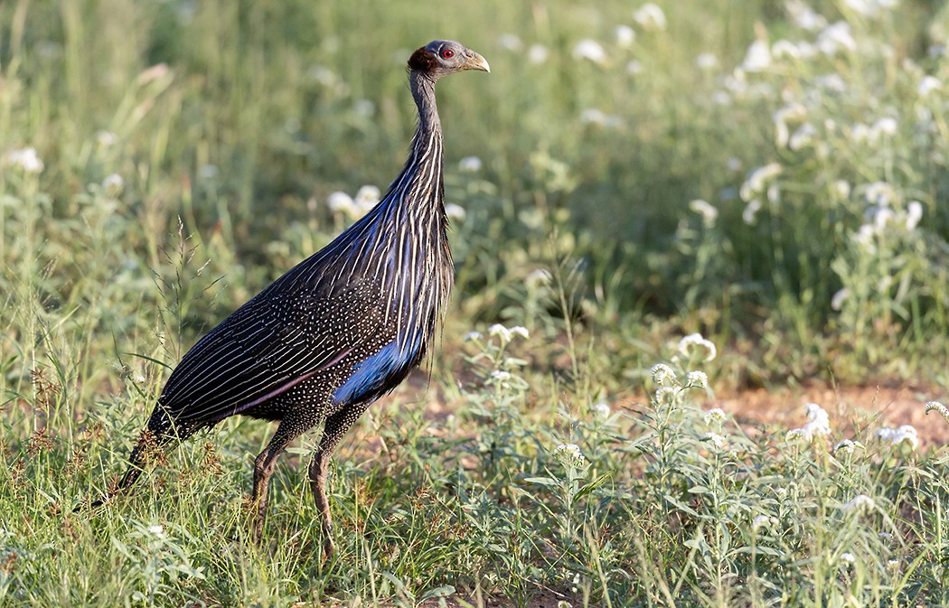 Vulturine Guineafowl - Leon Marais