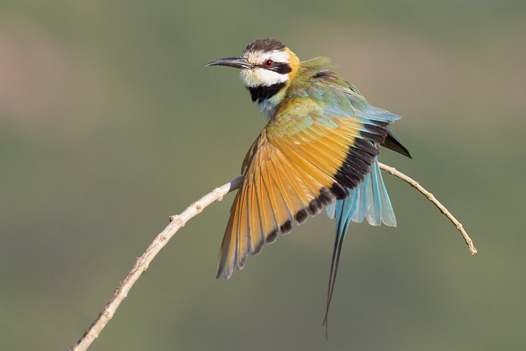 White-throated Bee-eater - Leon Marais