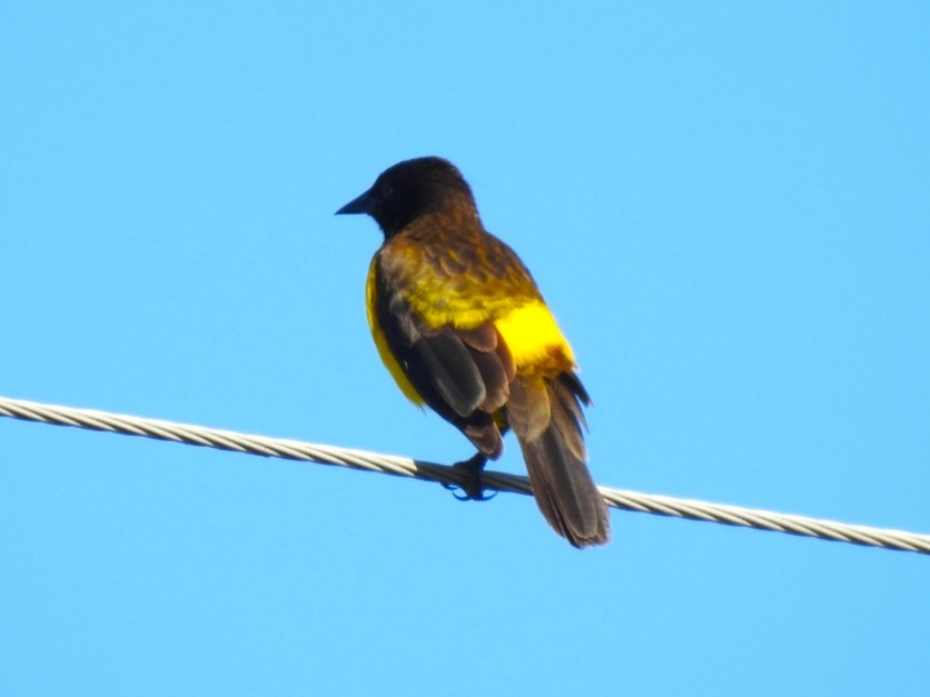 Yellow-rumped Marshbird - Ricardo Centurión