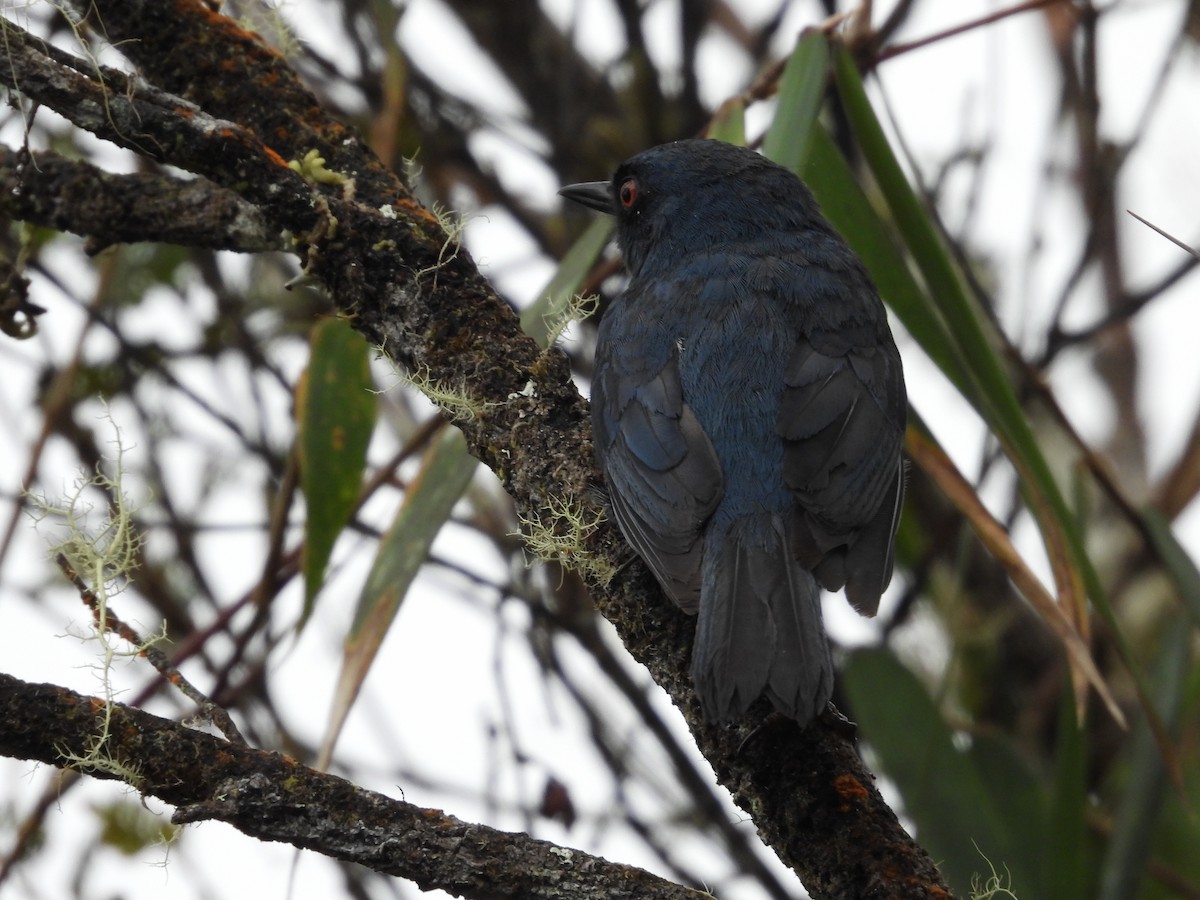 Bluish Flowerpiercer - ML572480371