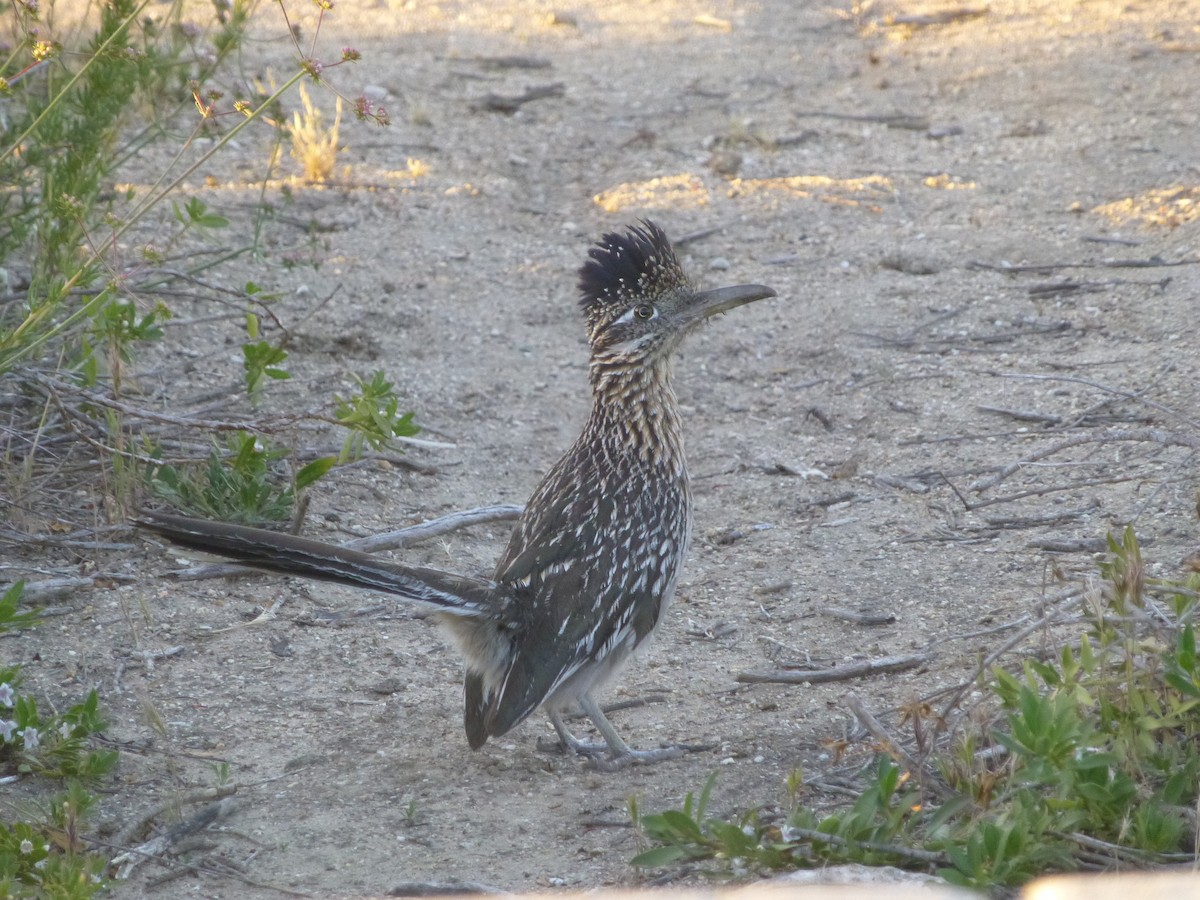 Greater Roadrunner - ML572481271